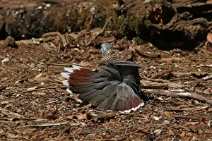Shouldered: Bar-shouldered Dove