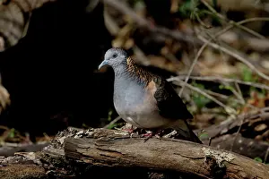Shouldered: Bar-shouldered Dove