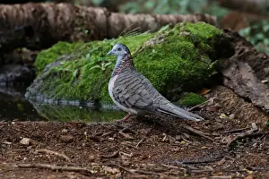 Doves: Bar-shouldered Dove