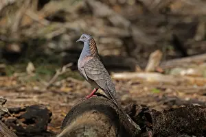 Doves: Bar-shouldered Dove