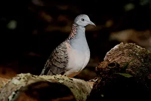 230818: Bar-shouldered Dove