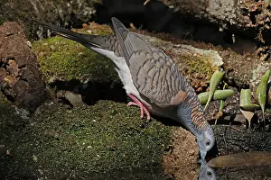 230818: Bar-shouldered Dove
