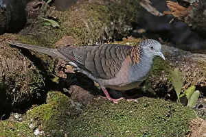 230818: Bar-shouldered Dove
