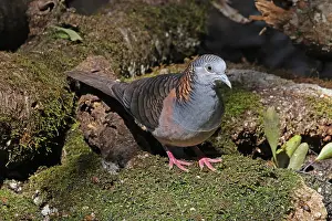 230818: Bar-shouldered Dove