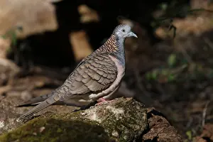 230818: Bar-shouldered Dove