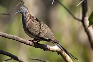 Geopelia: Bar-shouldered Dove - perched on a branch