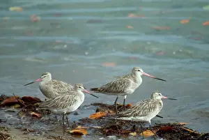 Maureen Brown: Bar-tailed Godwit