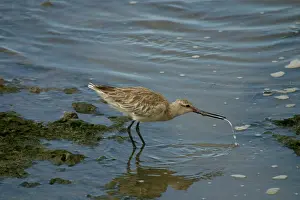 Lapponica: Bar-tailed Godwit