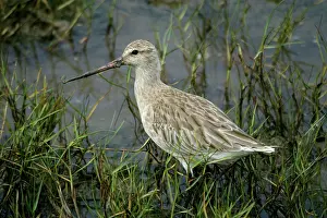 Lapponica: Bar-tailed Godwit