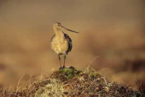 Lapponica: Bar-tailed Godwit