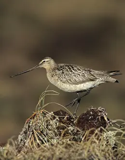 Lapponica: Bar-tailed Godwit
