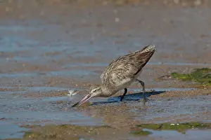 Lapponica: Bar-tailed Godwit