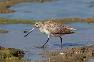 Lapponica: Bar-tailed Godwit