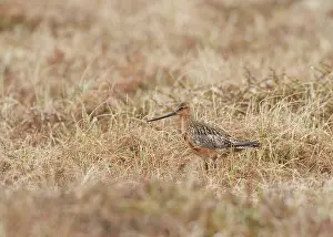 Lapponica: Bar-tailed godwit