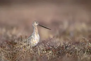 Lapponica: Bar-tailed Godwit