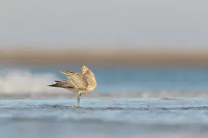 Lapponica: Bar-tailed Godwit