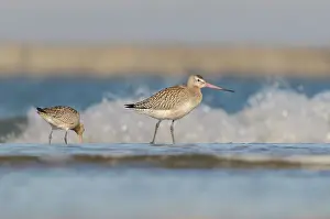 Lapponica: Bar-tailed Godwit