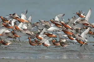 Lapponica: Bar-tailed Godwit