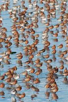 Lapponica: Bar-tailed Godwit