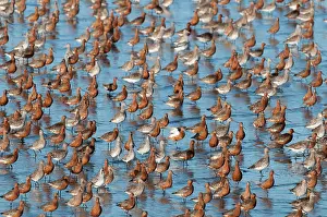 Lapponica: Bar-tailed Godwit