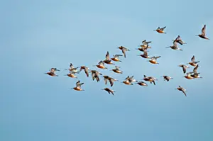 Lapponica: Bar-tailed Godwit