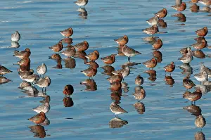 Lapponica: Bar-tailed Godwit