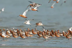 Lapponica: Bar-tailed Godwit