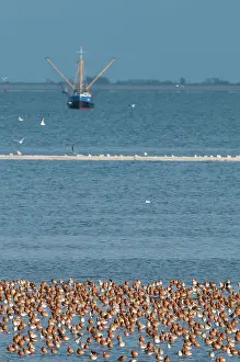 Lapponica: Bar-tailed Godwit