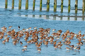 Lapponica: Bar-tailed Godwit