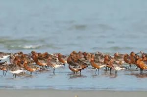 Lapponica: Bar-tailed Godwit