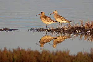 Lapponica: Bar-tailed Godwit