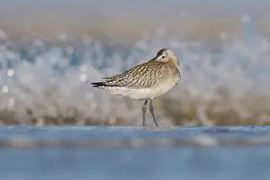 Ijmuiden: Bar-tailed Godwit