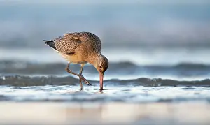 Lapponica: Bar-tailed Godwit