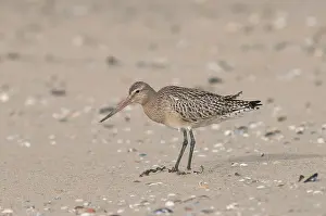 Lapponica: Bar-tailed Godwit