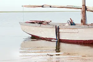 Mauritania: Bar-tailed Godwit