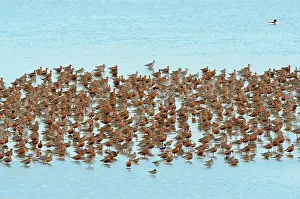 Oever: Bar-tailed Godwit