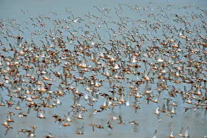 Oever: Bar-tailed Godwit