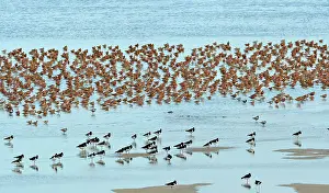 Ostralegus: Bar-tailed Godwit