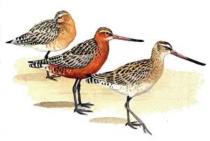 Lapponica: Bar-tailed Godwit