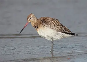 Ijmuiden: Bar-tailed Godwit
