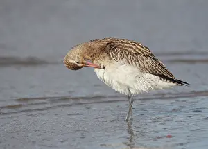 Ijmuiden: Bar-tailed Godwit