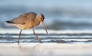 Lapponica: Bar-tailed Godwit
