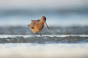 Droplet: Bar-tailed Godwit