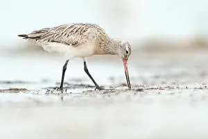 Mauritania: Bar-tailed Godwit