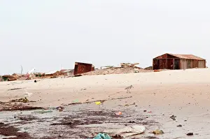 Mauritania: Bar-tailed Godwit