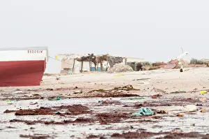 Mauritania: Bar-tailed Godwit