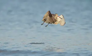 Taking: Bar-tailed Godwit