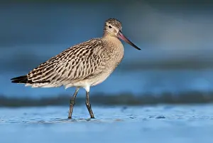 Limosa: Bar-tailed Godwit