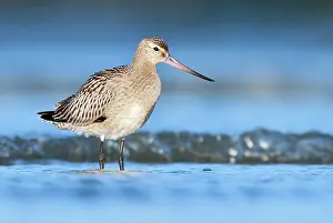 Limosa: Bar-tailed Godwit