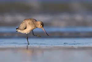 Limosa: Bar-tailed Godwit